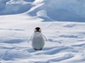                                                                       Cannibal Penguin ﻞﯿﮭﮐ