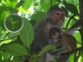                                                                       Hidden Animals: Baby Monkeys ﻞﯿﮭﮐ