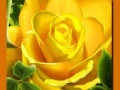                                                                       Yellow Roses ﻞﯿﮭﮐ