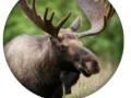                                                                       Animal Quiz  ﻞﯿﮭﮐ