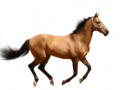                                                                       Create Your Own Horse ﻞﯿﮭﮐ