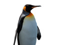                                                                       Penguin Painting: Coloring For Kids ﻞﯿﮭﮐ