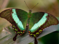                                                                       100 Pics Quiz Online ﻞﯿﮭﮐ