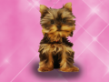                                                                       Wash Pets Princess Kids     ﻞﯿﮭﮐ