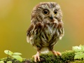                                                                       Animal Hidden Stars ﻞﯿﮭﮐ