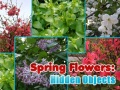                                                                       Spring Flowers: Hidden Objects ﻞﯿﮭﮐ
