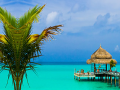                                                                       Tropical Paradise ﻞﯿﮭﮐ