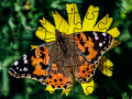                                                                       Jigsaw Puzzle: Spring ﻞﯿﮭﮐ