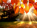                                                                      Jigsaw Puzzle: Autumn ﻞﯿﮭﮐ
