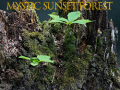                                                                       Mystic sunset forest ﻞﯿﮭﮐ