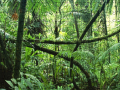                                                                       Jigsaw puzzle: Rainforest ﻞﯿﮭﮐ