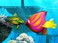                                                                       Big Fish Eat Small Fish ﻞﯿﮭﮐ