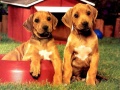                                                                       Puppy Pairs Puzzle ﻞﯿﮭﮐ