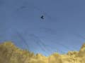                                                                       Toucan Shooter ﻞﯿﮭﮐ