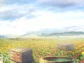                                                                       Farm Treasure ﻞﯿﮭﮐ