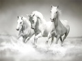                                                                       Horses Puzzle ﻞﯿﮭﮐ