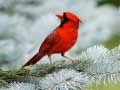                                                                       Birds Puzzle ﻞﯿﮭﮐ