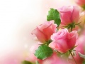                                                                       Pink Roses ﻞﯿﮭﮐ