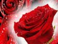                                                                       Red Roses ﻞﯿﮭﮐ