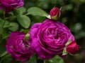                                                                       Purple Roses ﻞﯿﮭﮐ