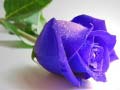                                                                       Blue Roses ﻞﯿﮭﮐ