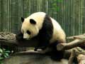                                                                       Pandas Puzzle ﻞﯿﮭﮐ