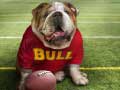                                                                       Funny Doggy ﻞﯿﮭﮐ