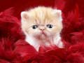                                                                       Funny Kitty ﻞﯿﮭﮐ