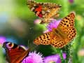                                                                       Butterfly Slide ﻞﯿﮭﮐ