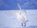                                                                       Graceful Swans ﻞﯿﮭﮐ