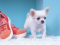                                                                       Lovely Puppy Puzzle ﻞﯿﮭﮐ