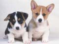                                                                       Cute Puppies Puzzle ﻞﯿﮭﮐ