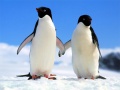                                                                       Penguin Puzzle ﻞﯿﮭﮐ