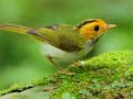                                                                       Birds Slide ﻞﯿﮭﮐ