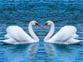                                                                       Swans Slide ﻞﯿﮭﮐ