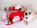                                                                       Lovely Puppy Slide ﻞﯿﮭﮐ