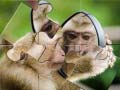                                                                       Chimpanzee Jigsaw ﻞﯿﮭﮐ