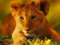                                                                       Wild Baby Animals Jigsaw ﻞﯿﮭﮐ