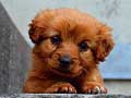                                                                       Puppy Puzzle ﻞﯿﮭﮐ