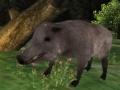                                                                       Wild boar Hunting ﻞﯿﮭﮐ