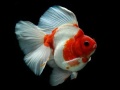                                                                       Gold Fish Jigsaw Puzzle ﻞﯿﮭﮐ