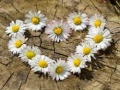                                                                       Daisy Heart Jigsaw ﻞﯿﮭﮐ