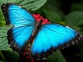                                                                       Nature Jigsaw Puzzle Butterfly ﻞﯿﮭﮐ