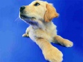                                                                       Funny Cats And Dogs Jigsaw Puzzle ﻞﯿﮭﮐ