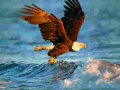                                                                       Animals Jigsaw Puzzle Eagle ﻞﯿﮭﮐ