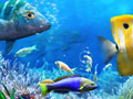                                                                       Let's Fish ﻞﯿﮭﮐ