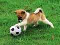                                                                       Playful Puppy Outdoor Puzzle ﻞﯿﮭﮐ