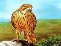                                                                       Birds of Prey Slide ﻞﯿﮭﮐ