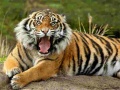                                                                       Animals Jigsaw Puzzle Tiger ﻞﯿﮭﮐ