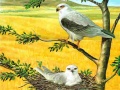                                                                       Birds Of Prey Puzzle ﻞﯿﮭﮐ